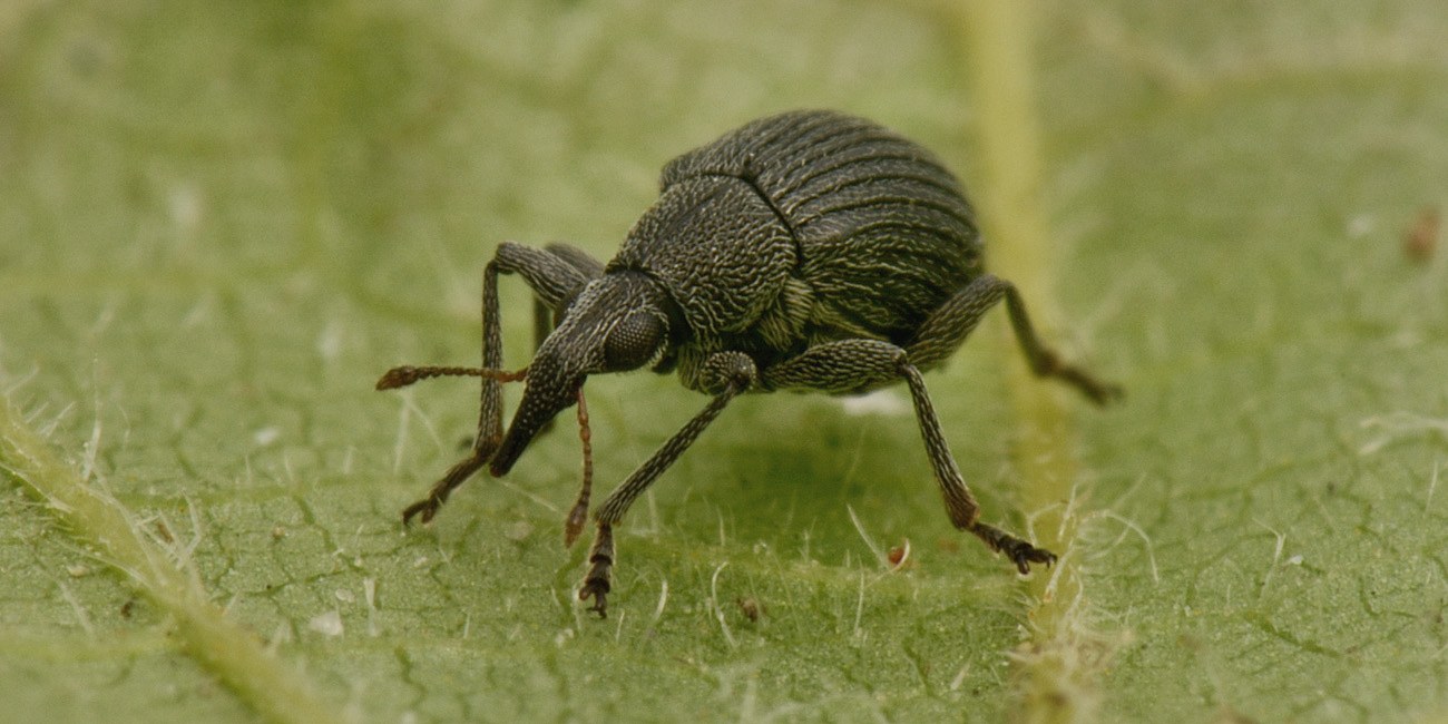 Apionidae?  S, Oxystoma craccae